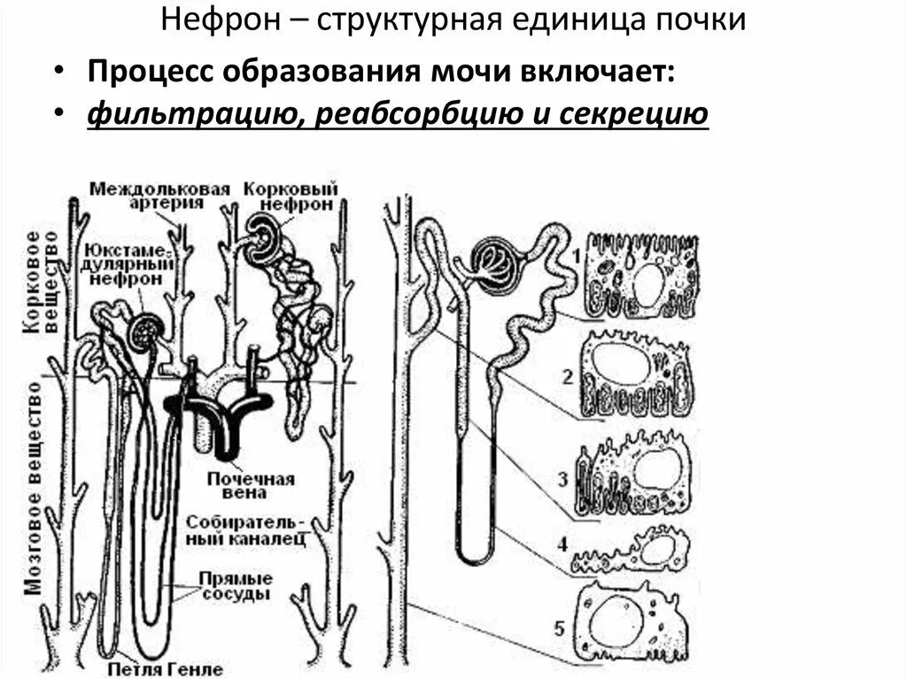 Схема строения нефрона почки. Структура нефрона рисунок. Строение нефрона ЕГЭ. Нефрон строение клетки.