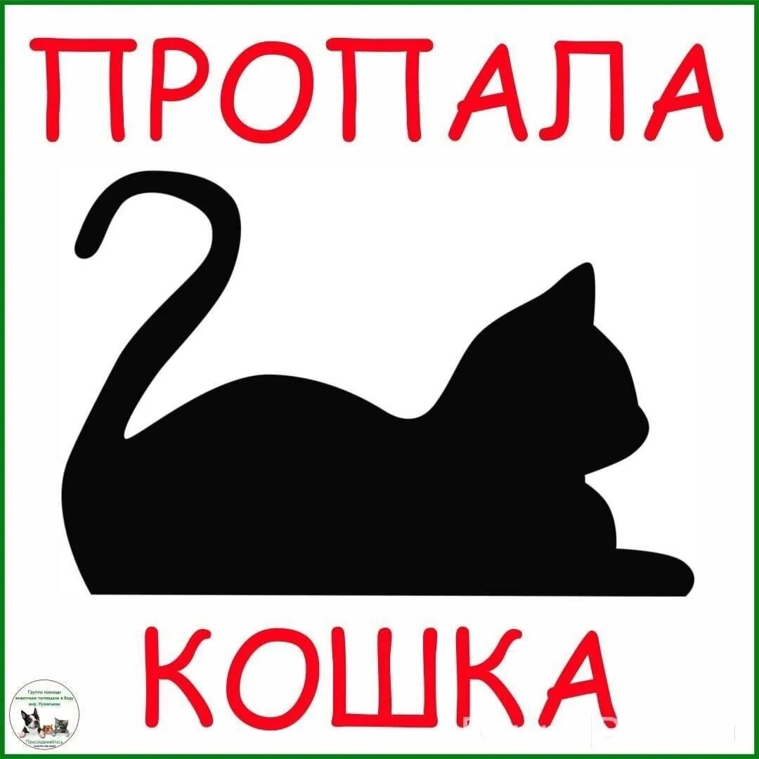 Потерялся кот объявление. Потерялась кошка. пропал кот. пропала кошка. потерялась кошка объявление.