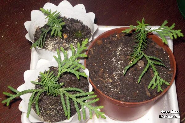 росток кипариса из семян. туя западная семена. кохия ростки. ростки туи из семян. росток туи.