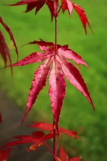 Leave the red