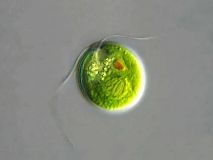 Культивирование одноклеточных водорослей
