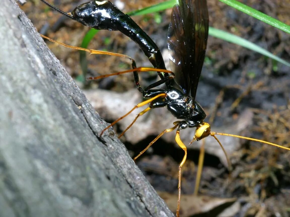 Как называется оса. Megarhyssa macrurus. оса ichneumon. камбас оса. стебельчатобрюхие наездники.