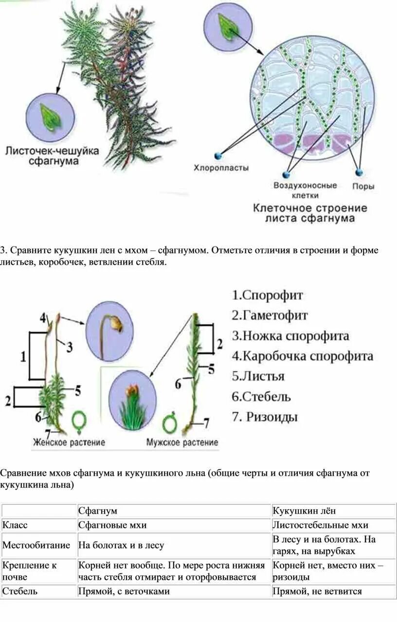Контрольная работа по мхам 7 класс. Контрольная работа по мхам 7 класс