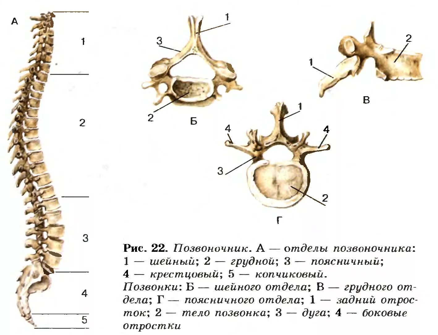 Грудные позвонки тип кости. Строение кости позвоночника поясничный отдел. Позвоночник отдел скелета строение отдела. Скелет туловища шейный отдел позвоночника. Кости отдела скелета туловища.