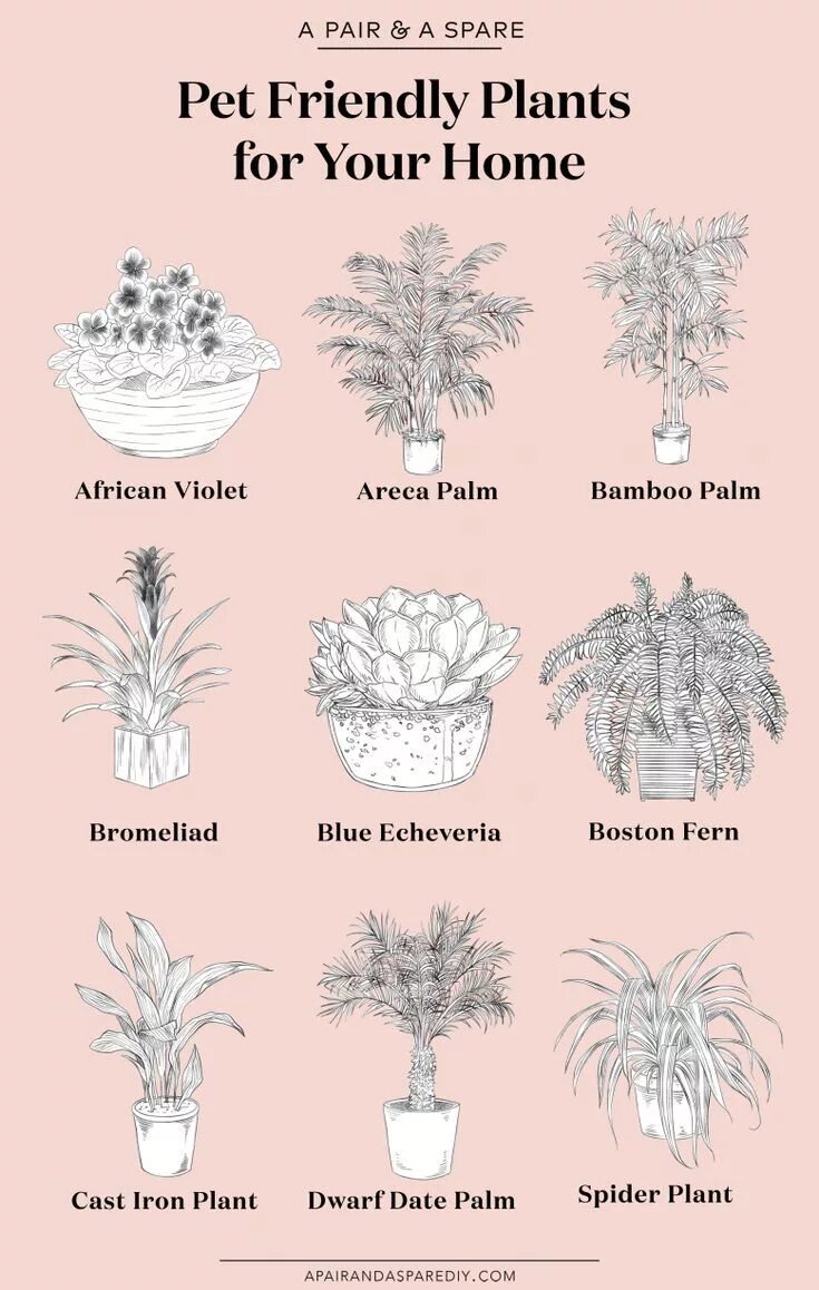 Plants and friends. Plants for friends. Plants are friends. Растения френдли. Good for Plants.