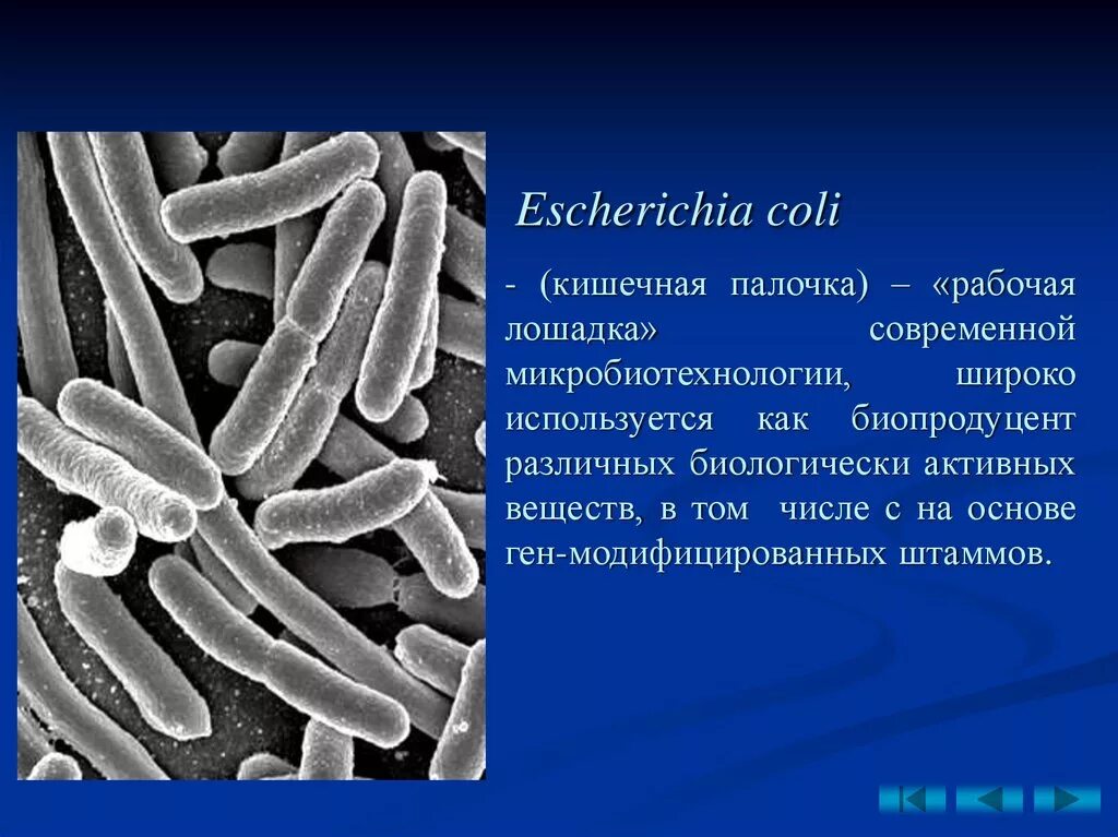 Свойства кишечной палочки. Кишечная палочка e.coli. Форма бактерии Escherichia coli. Палочки e coli. Бактерия эшерихия коли.