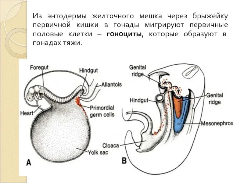 Строение мешочков. Строение мешочков