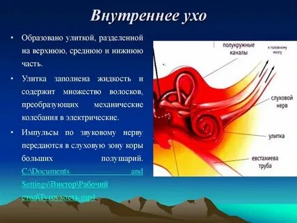 Нервные импульсы в органе слуха