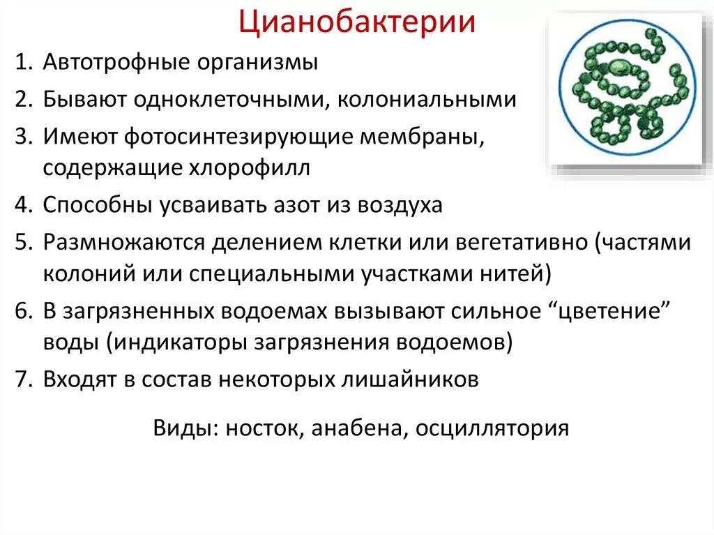 Цианобактерии относят к водорослям. Цианобактерии характеристика. Цианобактерии строение и функции. Цианобактерии признаки. Характеристика цианобактерий.