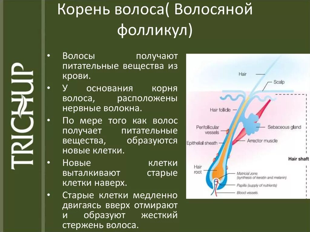 Строение волоса. Строение волосяного фолликула. Строение волоса и волосяного фолликула. Корень волоса.