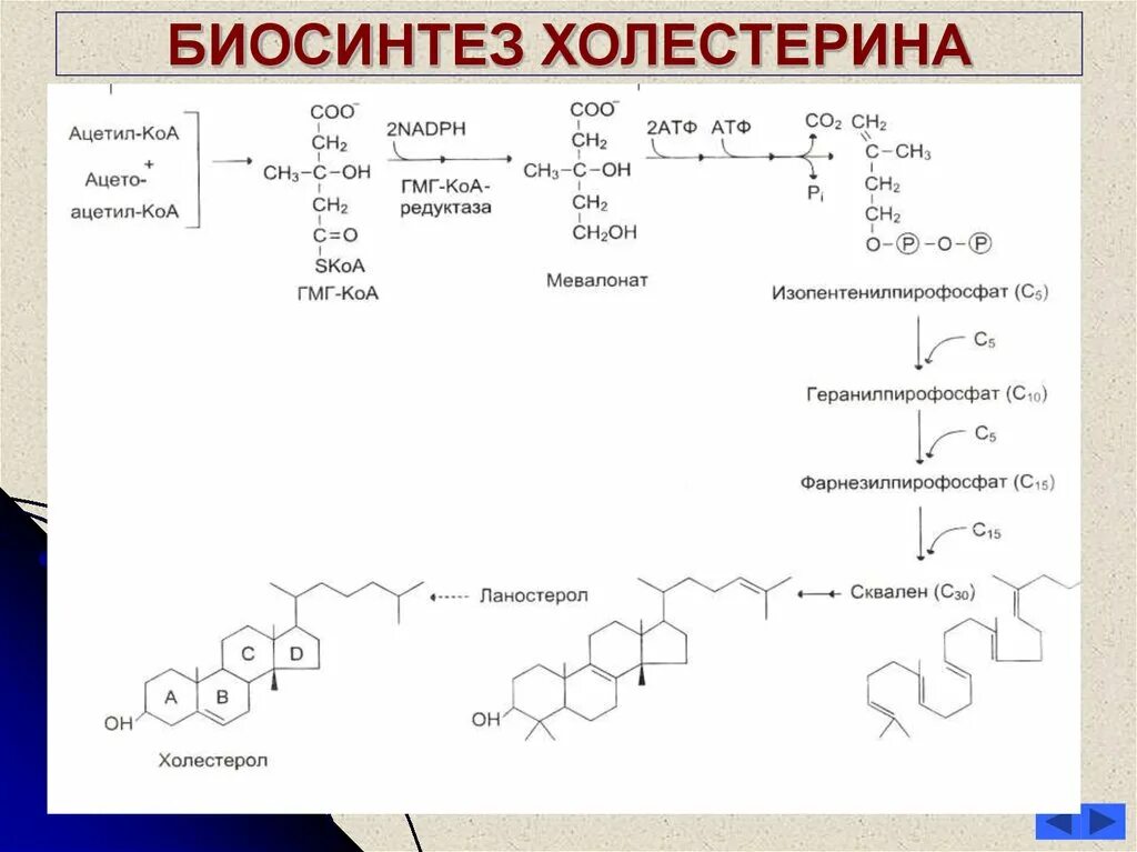 Ферменты холестерина. Синтез холестерина схема. Второй этап синтеза холестерина. Схема синтеза холестерола биохимия. Общая схема синтеза холестерина.