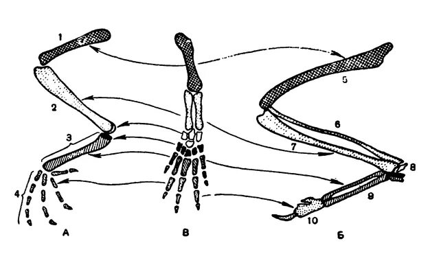Схема свободной конечности наземного типа лягушки. Пятипалые конечности у птиц. Пояс задних конечностей лягушки. Пятипалые конечности у земноводных. Цевка хордовые
