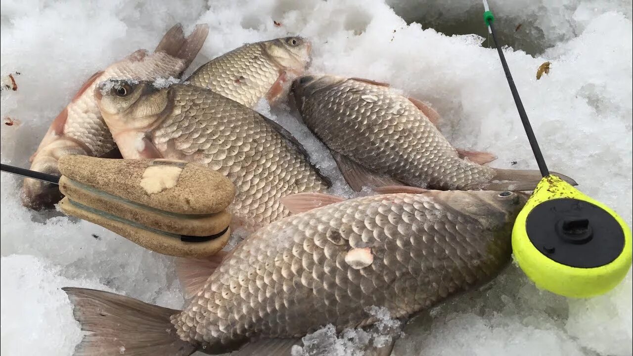 На что ловить карася зимой со льда Ловля карася в феврале на мормышку читайте на С