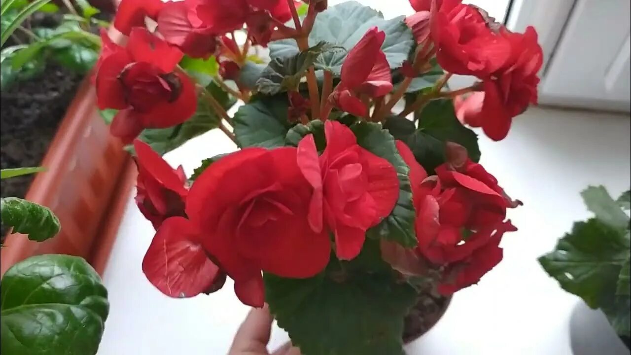 Полив бегонии. Как часто поливать бегонию. Полив бегонии. Бегонии полугидро. Бегония элатиор в горшке.