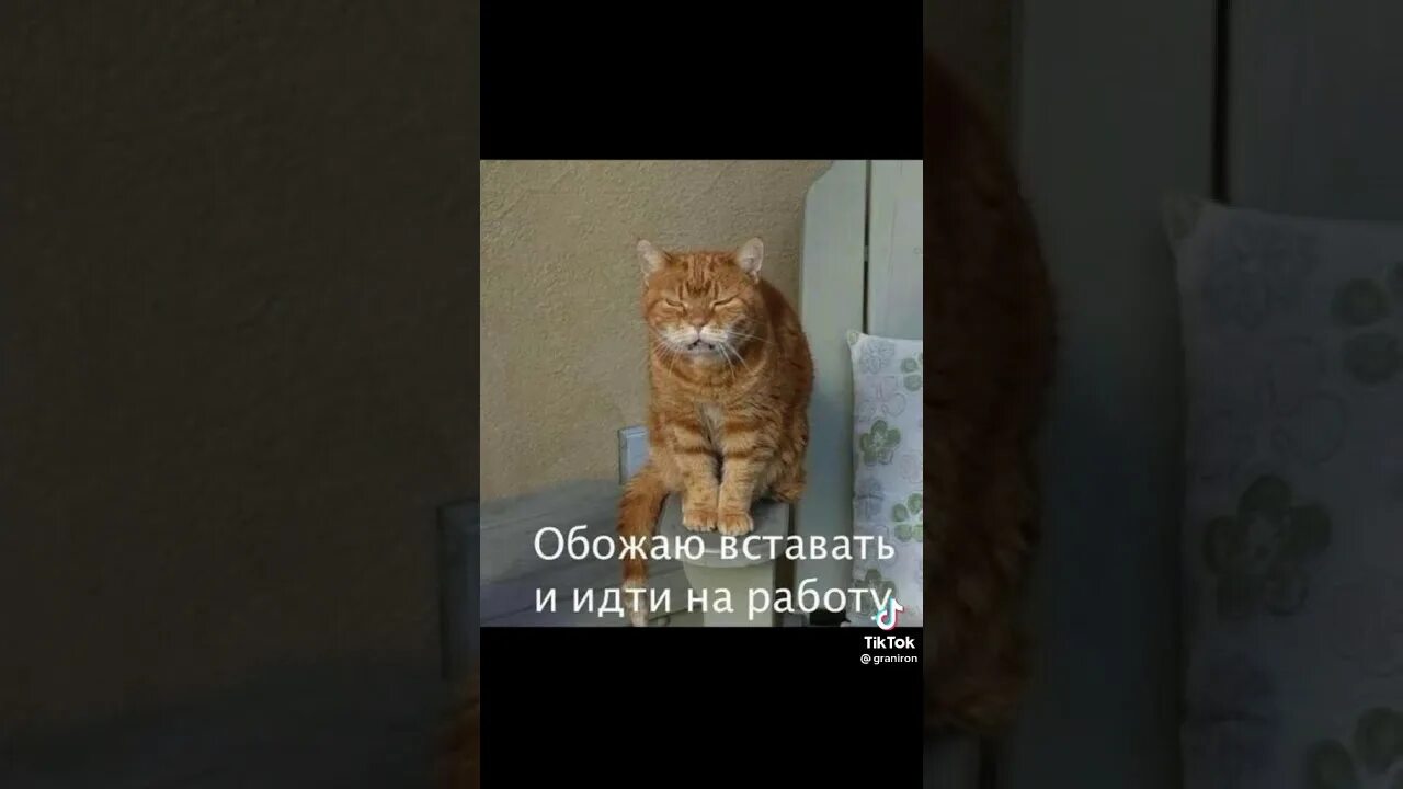 Видео из тик тока с добрым утром. Тик-ток с добрым утром. Тик-ток с добрым утром видео. С добрым утром из тик тока. Видео с добрым утром из тик тока.