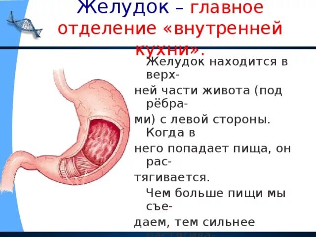 Почему не перевариваются стенки желудка. Объём желудка взрослого человека. Желудок не переваривает пищу.