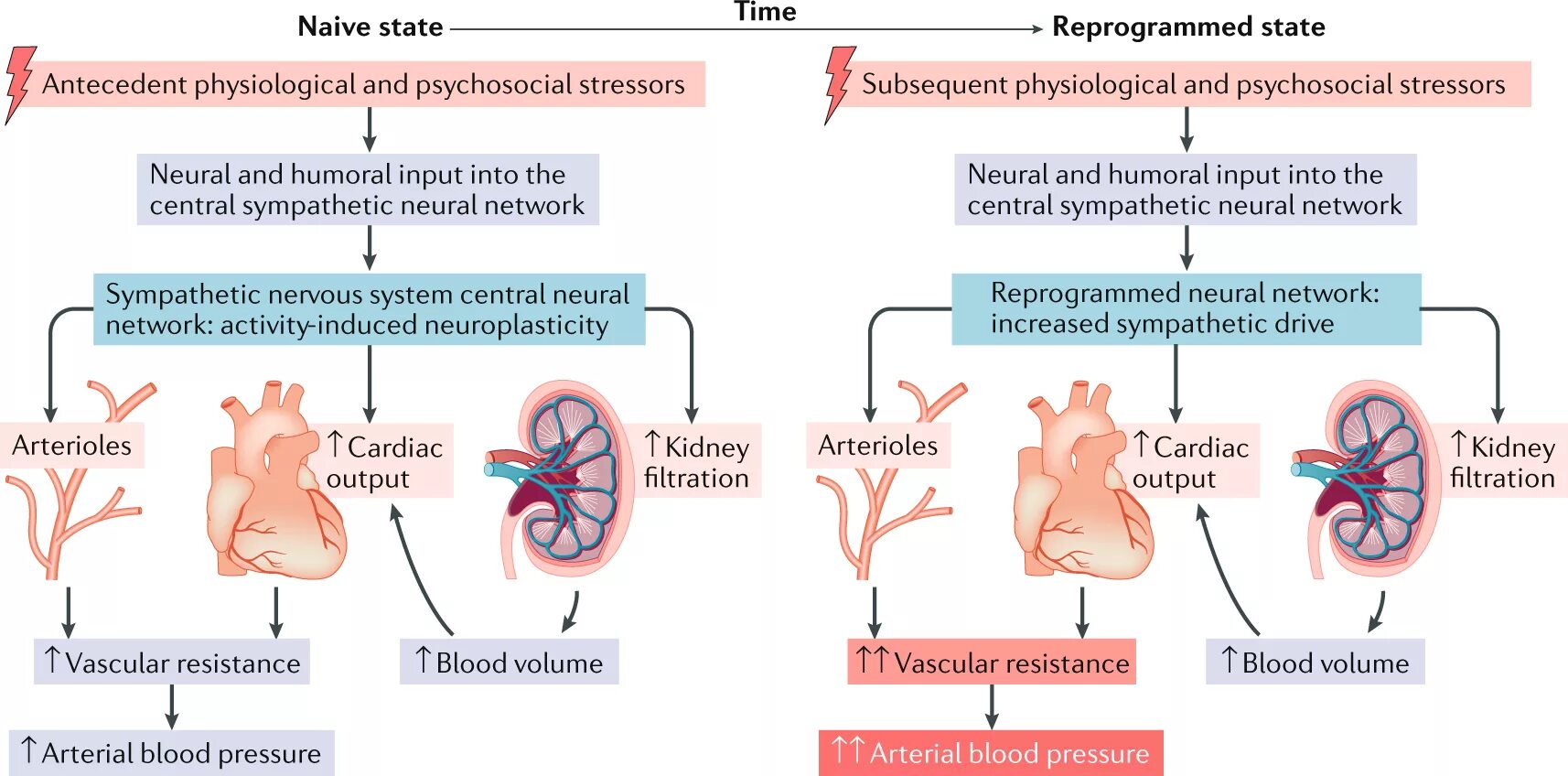 Physiological response