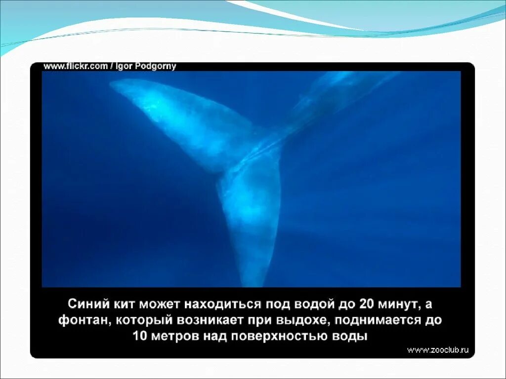 Синий кит проект 2 класс Киты чем питаются фото