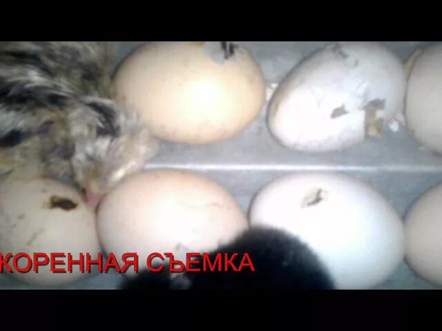 Инкубатор для яиц самодельный. Можно ли вырастить цыплят из магазинных яиц. Можно ли вырастить цыплят из магазинных яиц. Бройлеры в коробке. Цыплята в инкубаторе.