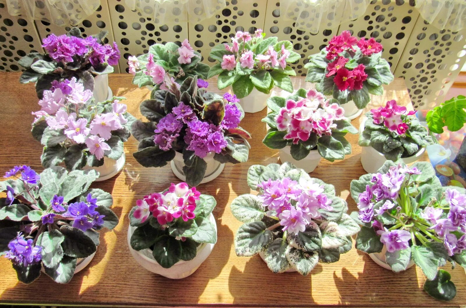 #сенполія #optimaramyjoy Африканская фиалка, Сенполия, Фиалки