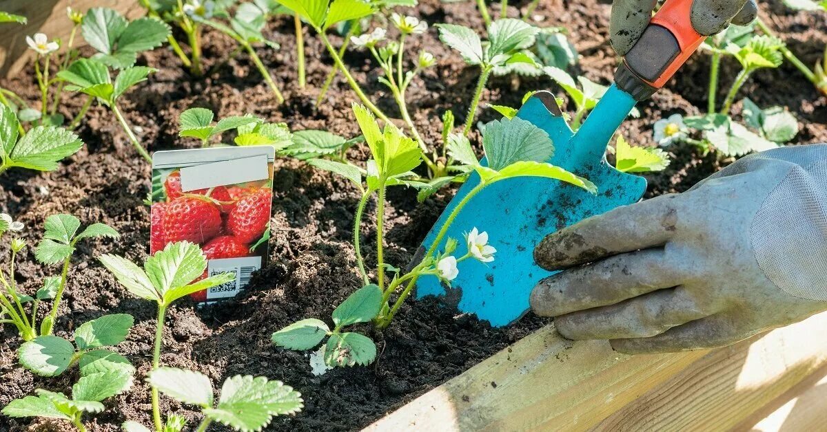 Можно ли поливать клубнику весной. Рыхление клубники. Рыхление клубники весной. Клубника в огороде. Клубнику весной рыхлят.