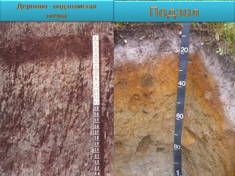 Дерново-подзолистые почвы профиль. Строение профиля дерново-подзолистой почвы. Подзолистые почвы горизонты. Подзолистые почвы плодородие. Строение профиля дерново-подзолистой почвы.