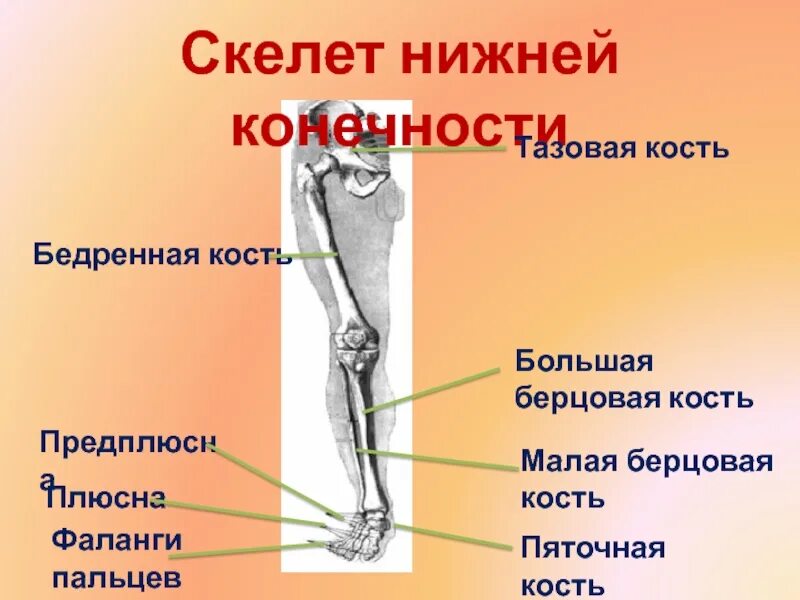 Находится берцовая кость. Малая и большая берцовые кости. Большая берцовая и малая берцовая. Берцовая кость. Малая берцовая.