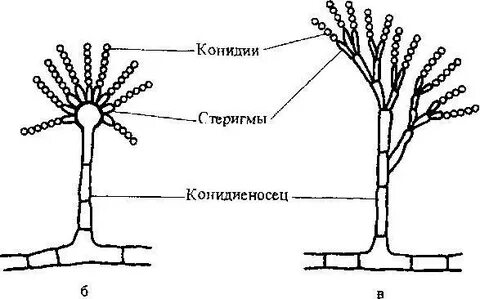 Микроскопическое строение гриба пеницилла