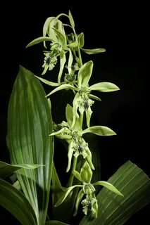 Coelogyne burfordiense