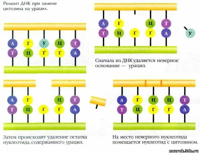 Выпадение одного нуклеотида тип мутации. Выпадение одного нуклеотида тип мутации
