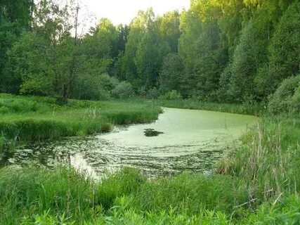 Поселок речки
