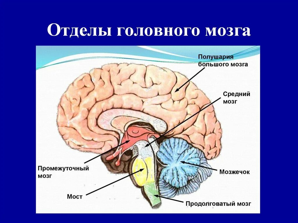 Внутренние части мозга. Строение отделов головного мозга. Отделы головного мозга продолговатый мозг анатомия. Пять основных отделов головного мозга. Продолговатый задний средний промежуточный конечный мозг.