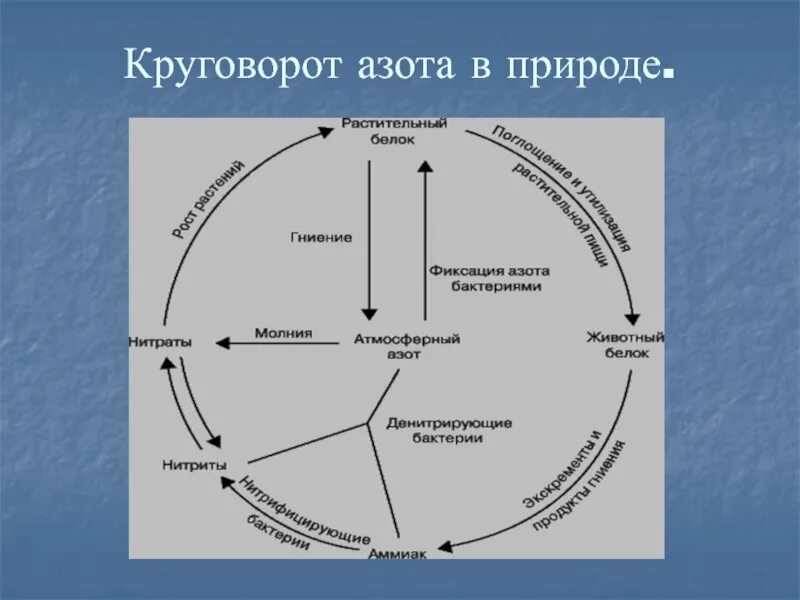 Биологический круговорот азота. Круговорот атмосферного азота. Круговорот азота биология. Круговорот азота в природе биология 9.