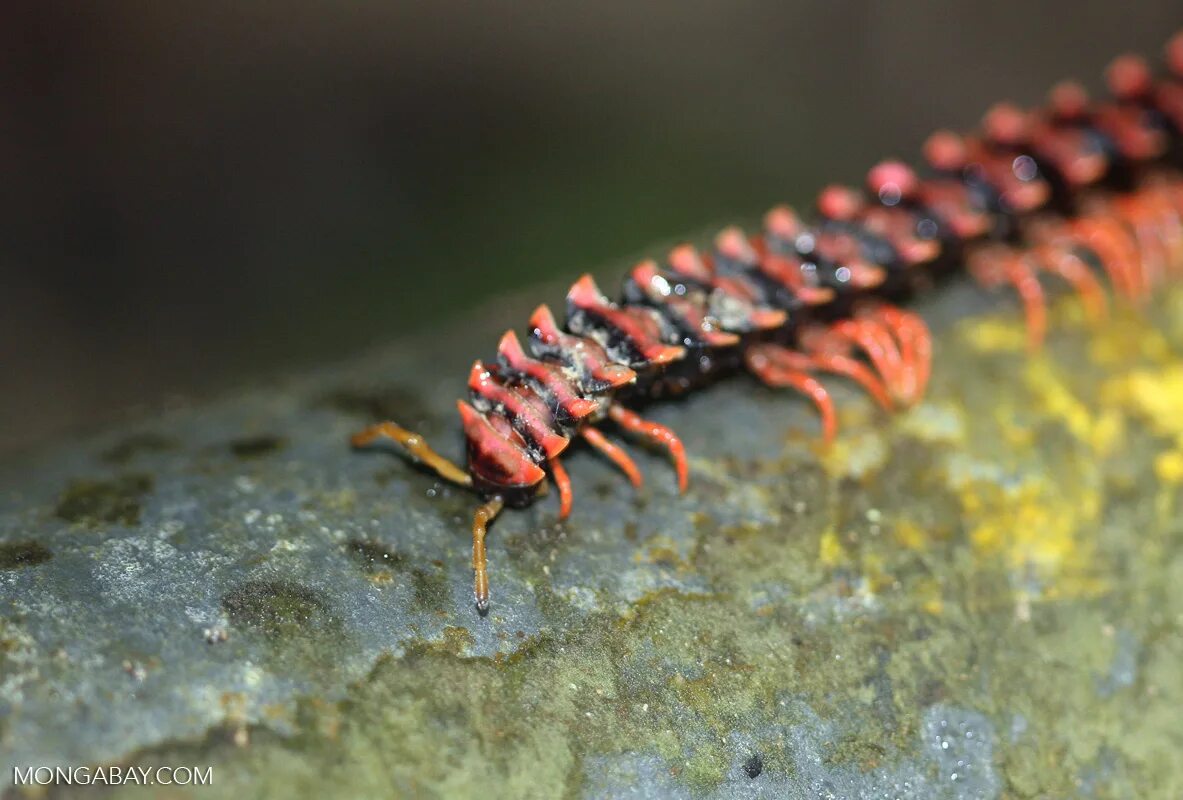 Сороконожка красивая. Baldwin centipede. Собака сороконожка. Собаки необычных пород. Сороконожка двухвостка.