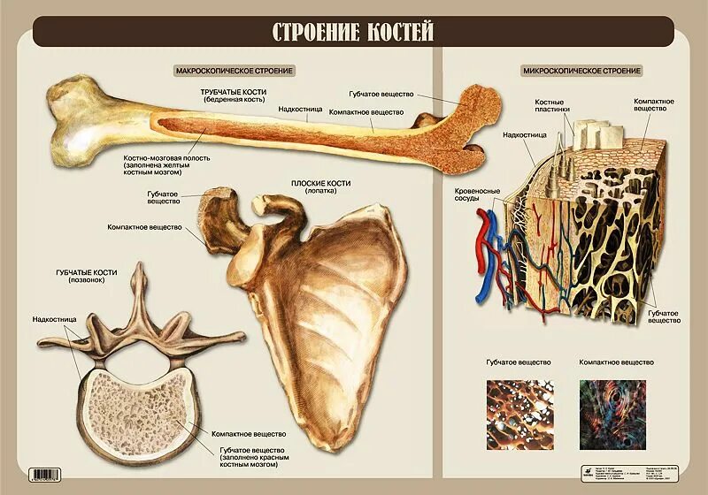 Биология человека егэ. Строение кости человека 8 класс биология. Структура костей анатомия. Строение костеи человек. Анатомич строение кости.