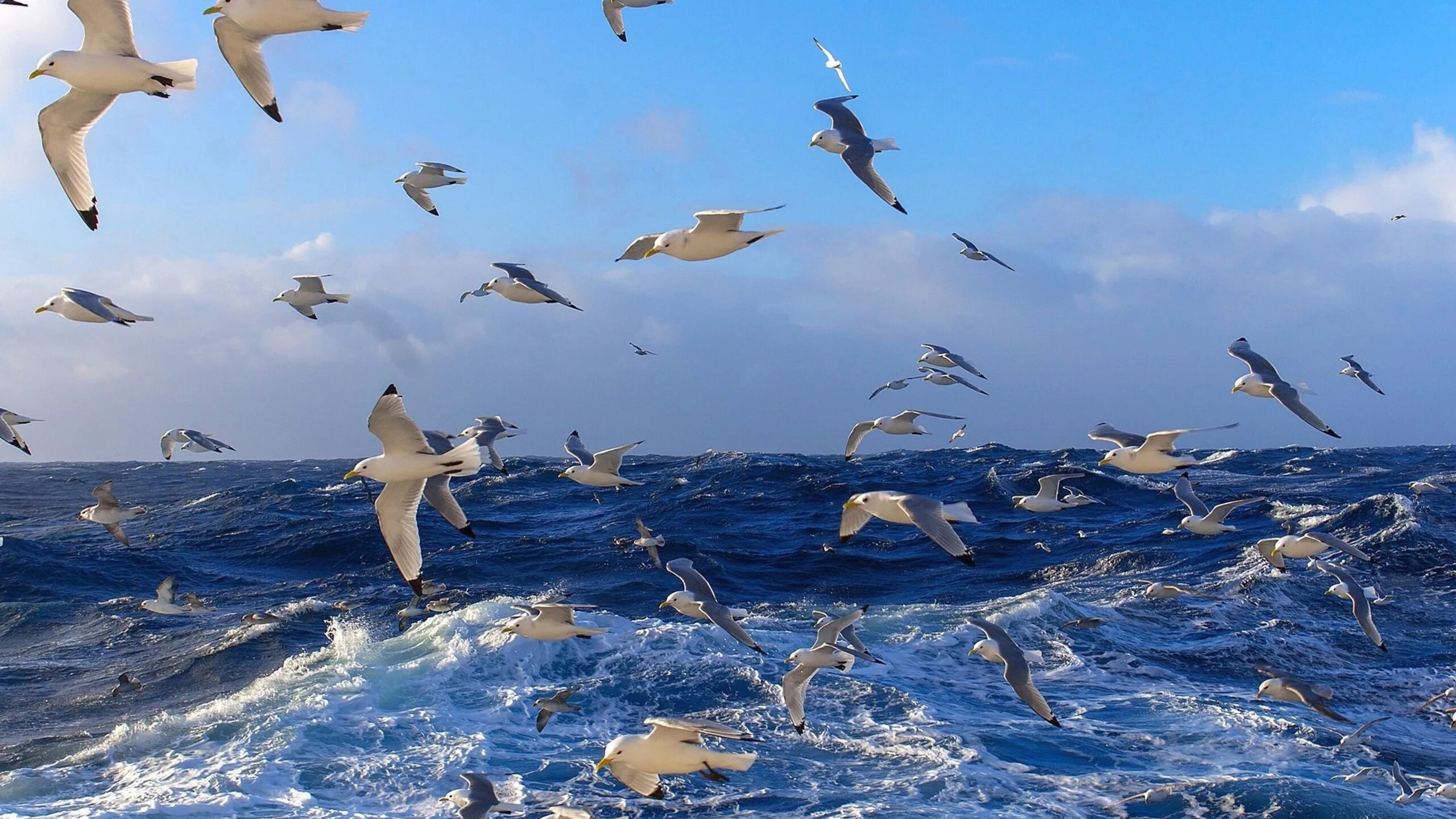 The better seas