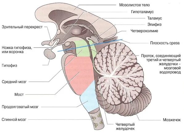 Желудочки среднего мозга. Средний мозг СИЛЬВИЕВ водопровод. Желудочки мозга и СИЛЬВИЕВ водопровод. Мозговой водопровод средний мозг. СИЛЬВИЕВ водопровод строение.