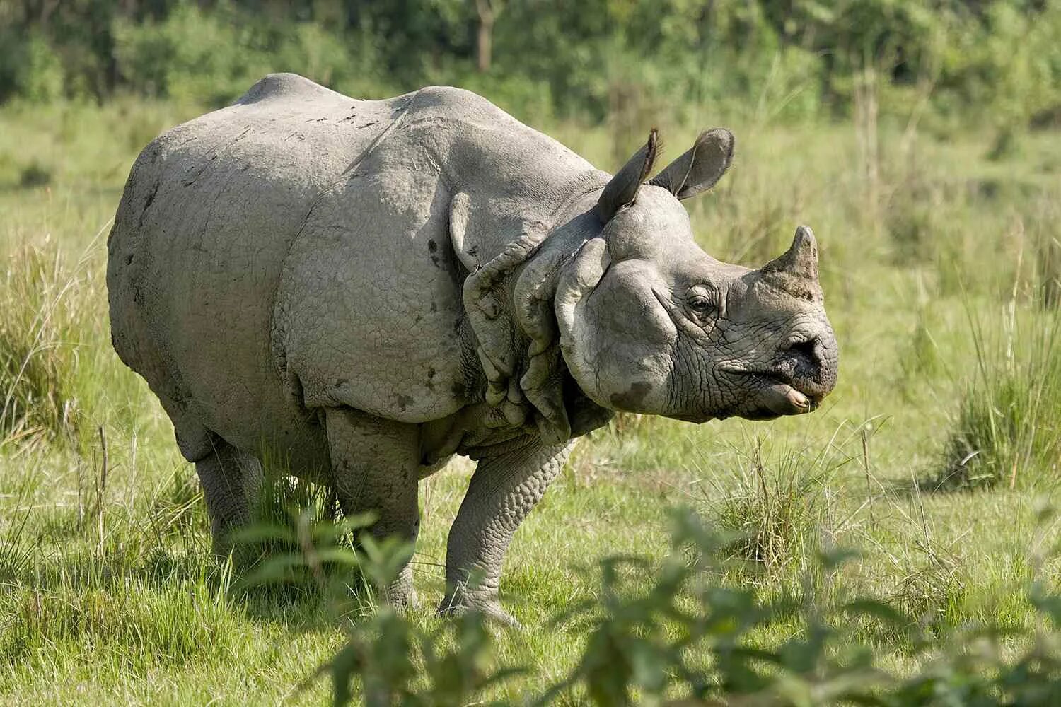 Носорог все выступления. Яванский носорог. индийский носорог (rhinoceros unicornis). фауна носорог непал. носорог в профиль.