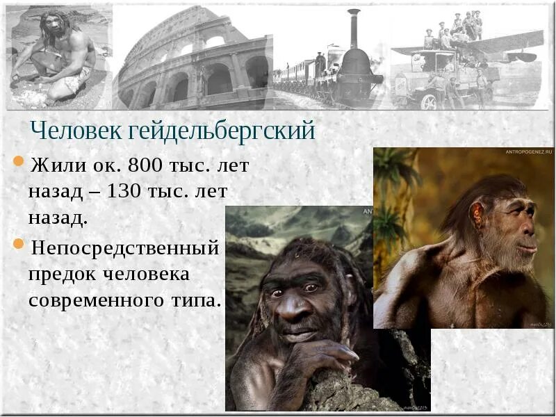 Дивергенция. Коми древние времена. Непосредственный предок современного человека -. Прямой предок современного человека. Прямой предок человека.