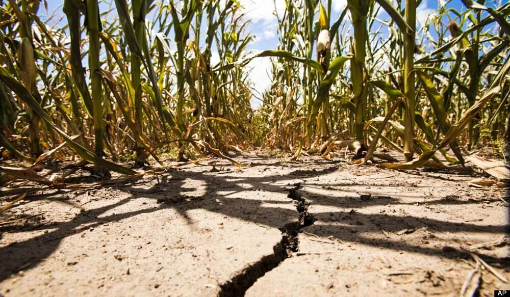 Период засухи. Засуха Узбекистан. Засуха в поле. Засуха в сельском хозяйстве. Сельское хозяйство после засухи.