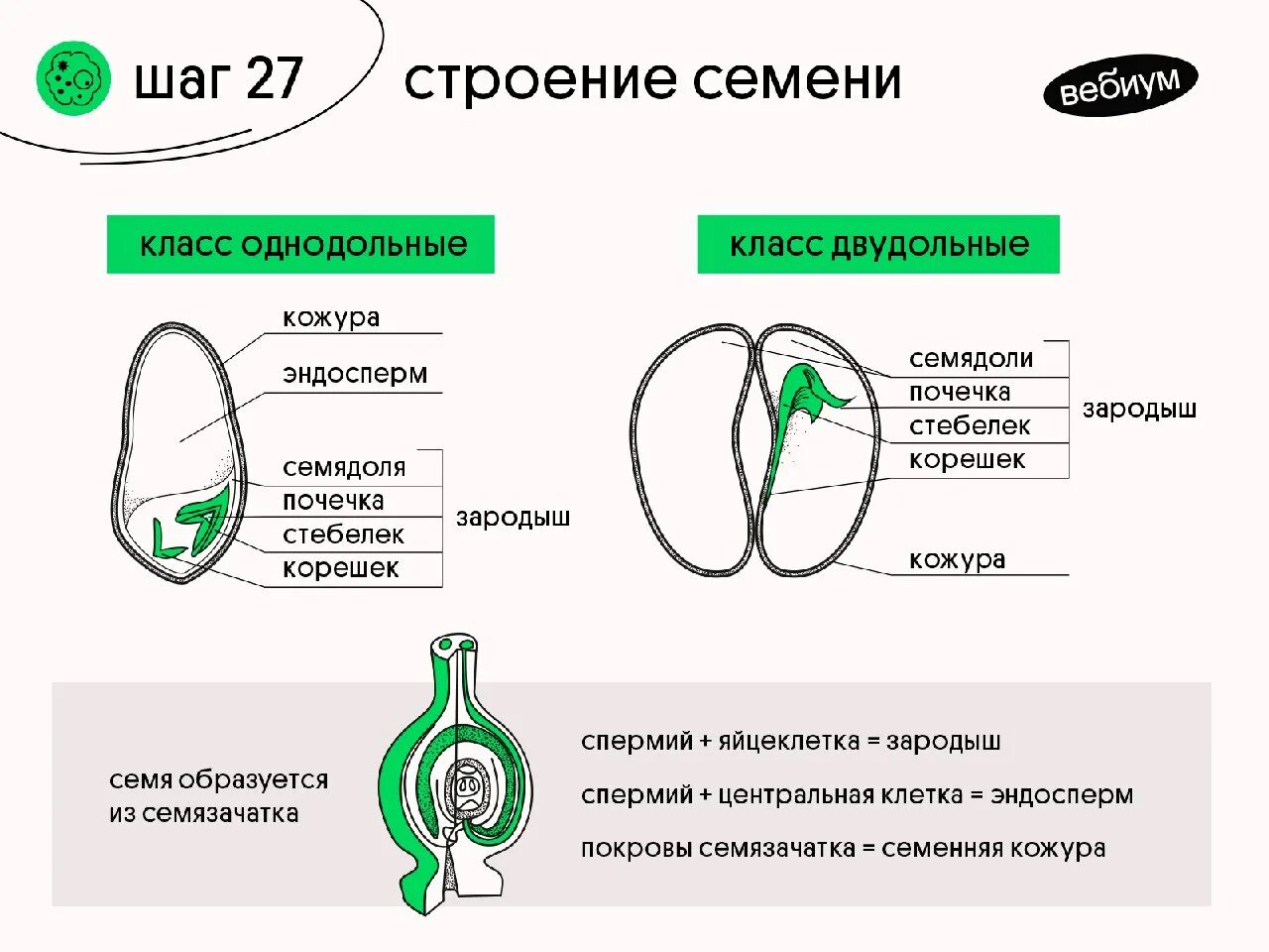 Часть кожуры семени. Строение семени. Зародыш семени образуется из. Строение семенной кожуры. Покровы семязачатка семенная кожура.