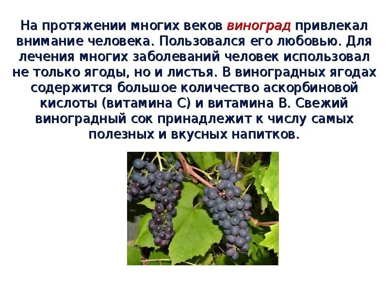 Окружающий мир винограда