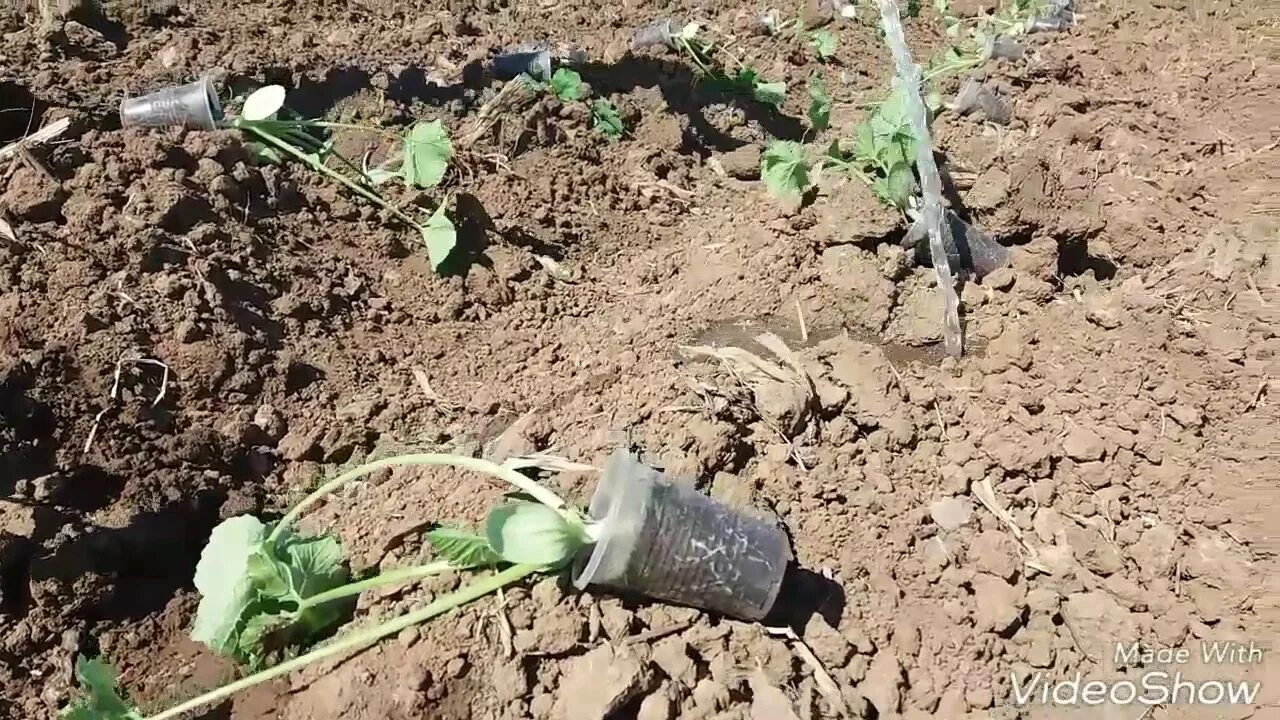 Можно ли сажать кабачки в грунт. Кабачки в грунте. Высадка рассады кабачков. Посадка кабачков под плёнку. Кабачок под мульчирующей пленкой.