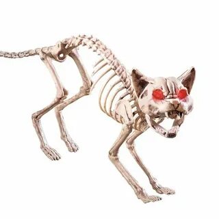 Кость коте