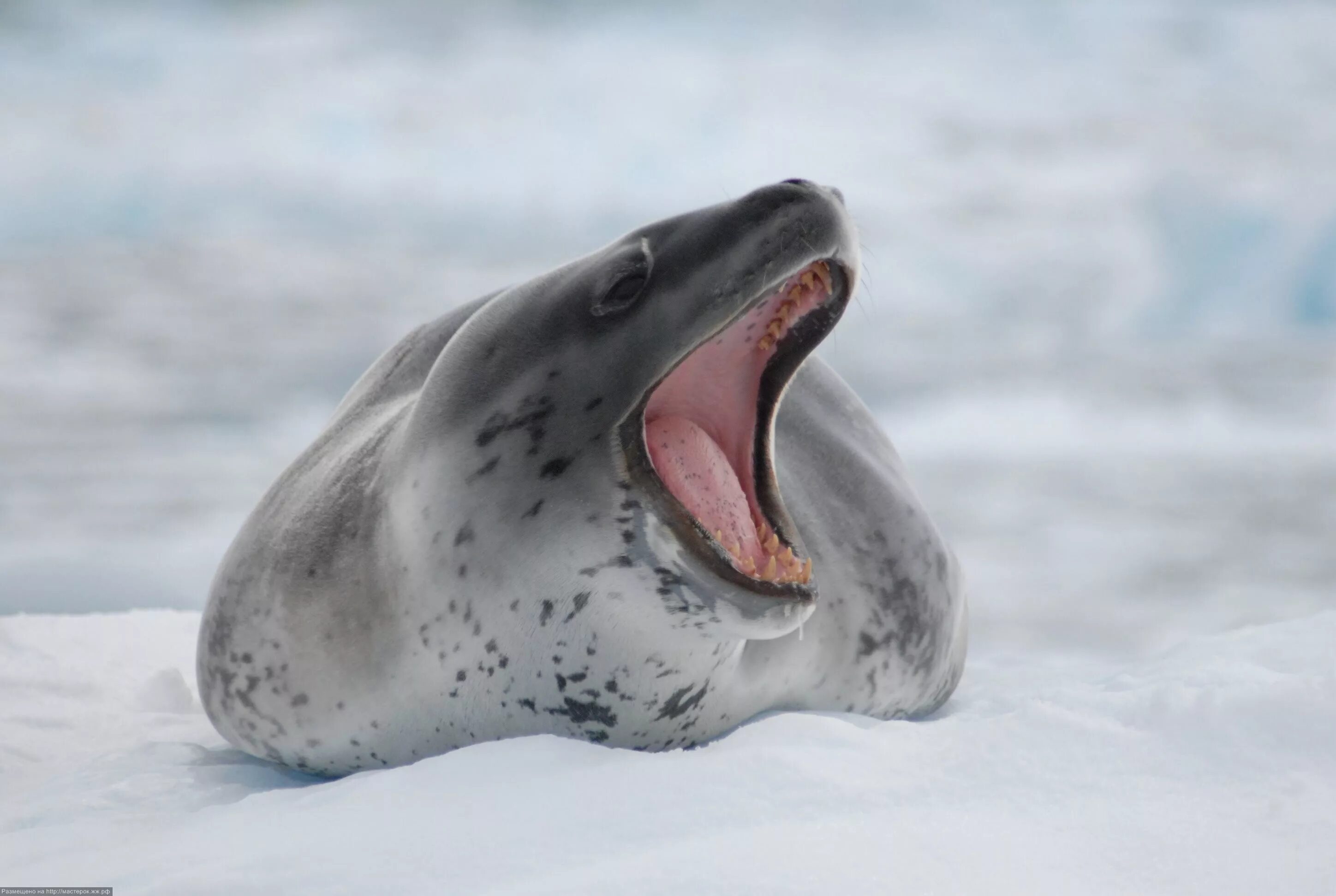 Пол никлен морской леопард. Морской леопард поморник. Морской леопард материк. Тюлень-крабоед. Морской леопард материк.