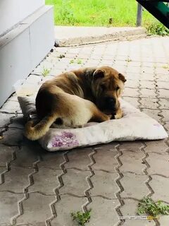 Подожди собака
