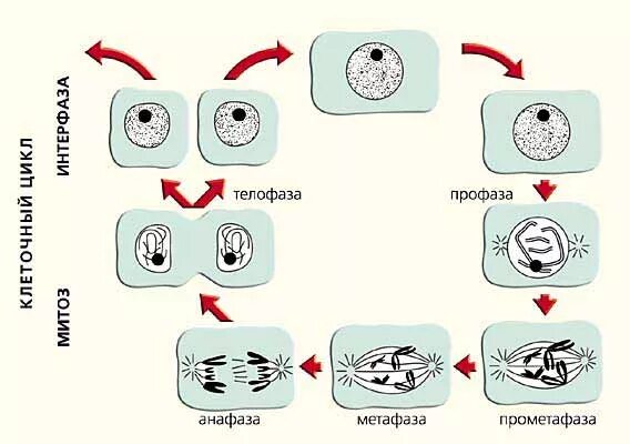 Схема стадий жизненного цикла клетки. Стадии жизненного цикла клетки митоз. Жизненный цикл клетки митоз схема. Стадия жизненного цикла клетки схема.