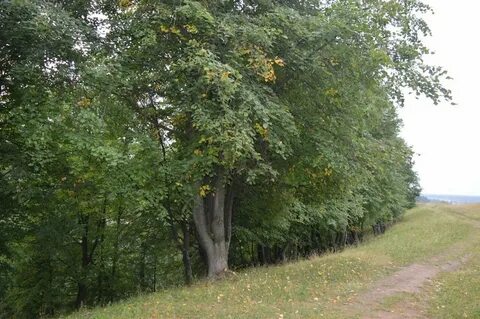 Где липовая гора