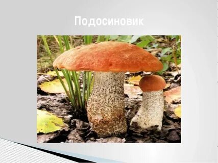 Подосиновик по составу