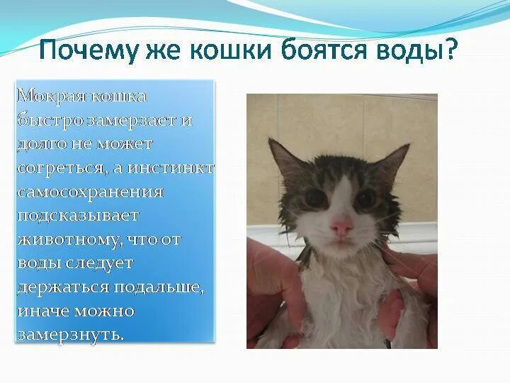 Почему лит
